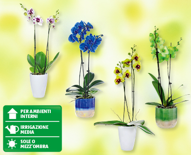 Phalaenopsis rare
