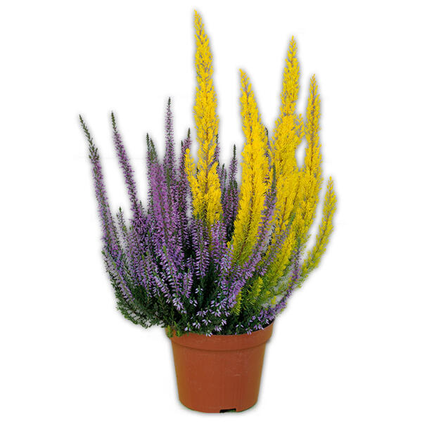 Calluna mit Baumheide