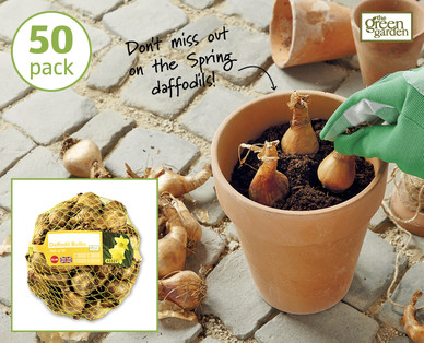 Daffodil Bulbs