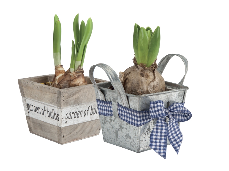 Flowering Bulbs in Wooden or Zinc Pots