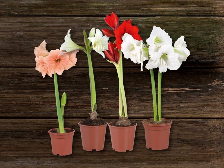Amaryllis 2 tiges (dès 26.10.)