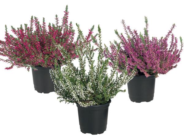 Calluna Vulgaris
