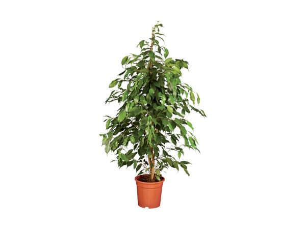 Large Houseplants