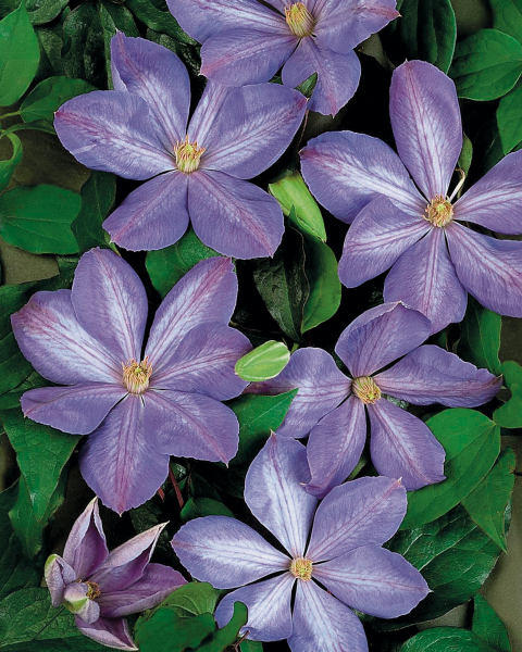 Hybrid Clematis