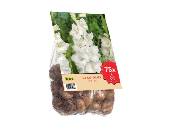 Extra Large Gladioli Bulbs
