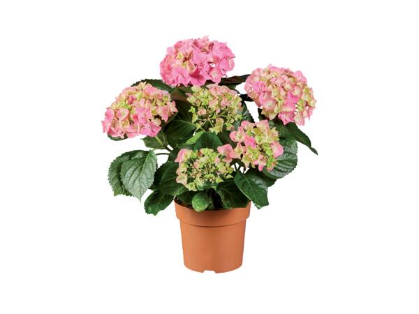 Hydrangeas
