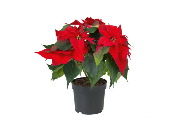 Poinsettia
