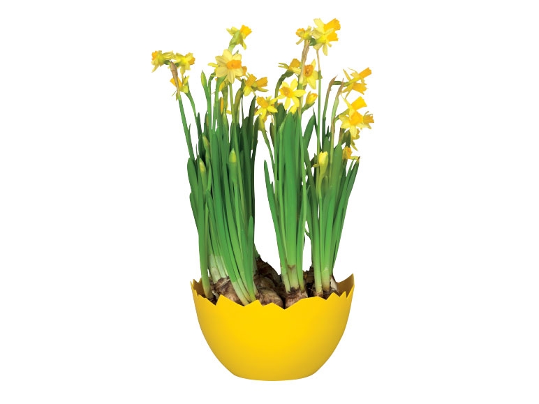 Daffodils in Egg Pot