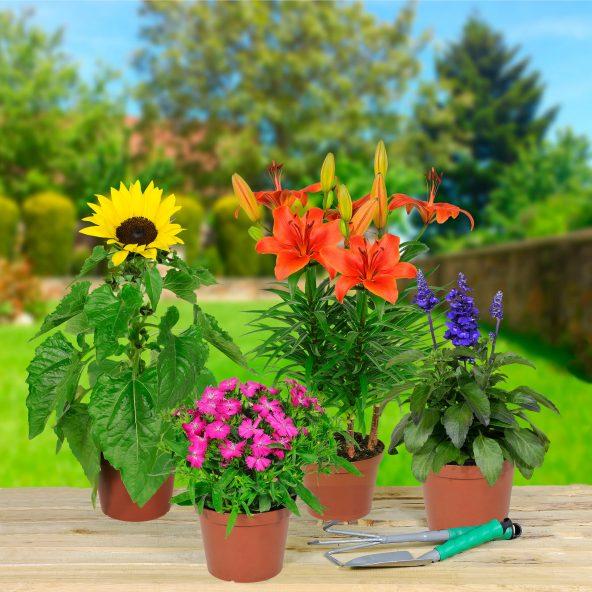 Sommerblomster