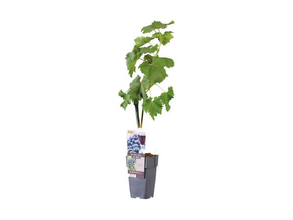 Grape Plant