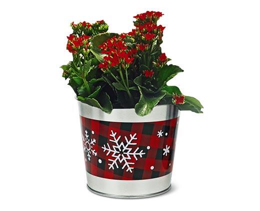 Holiday Kalanchoe Assorted Colors