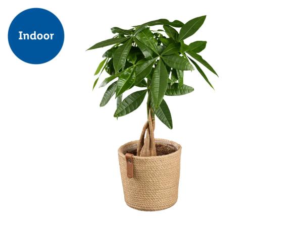 Houseplant in Woven Pot