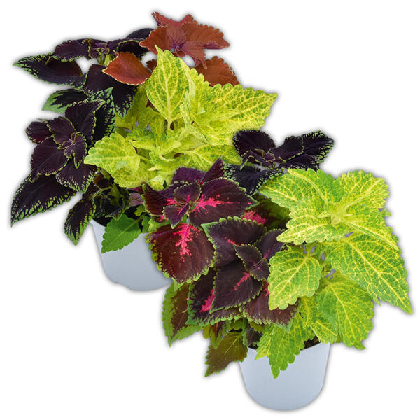 Coleus Trio