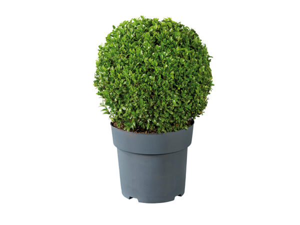 Buxus Ball