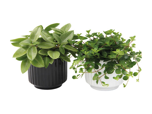 Peperomia i keramik