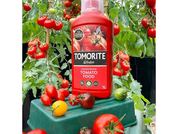 Levington Tomorite/​1L Miracle-Gro Pour & Feed