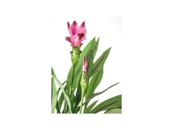 Tulipa-do-Sião