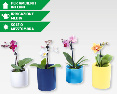 Mini Phalaenopsis