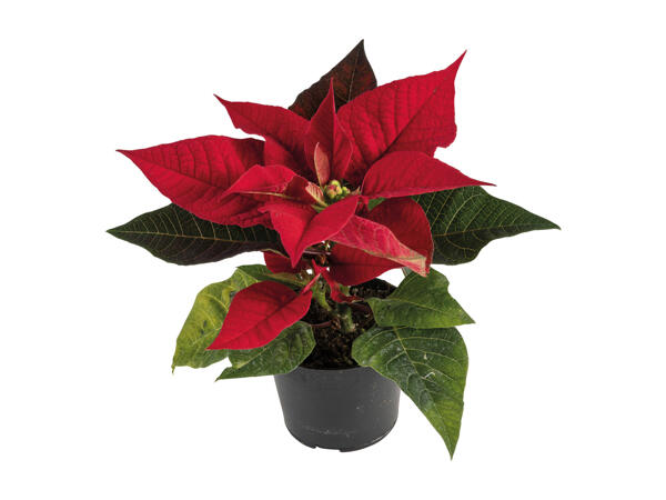 Mini Christmas Plants