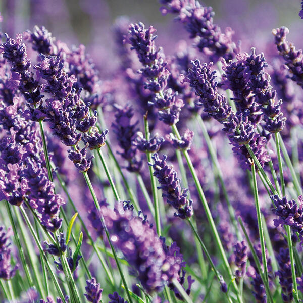 Lavendel