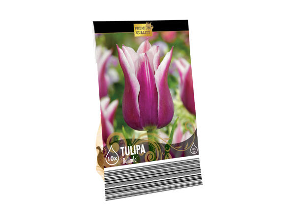 Blomsterløg premium