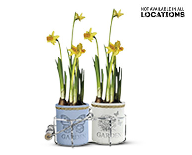 Double Potted Daffodils