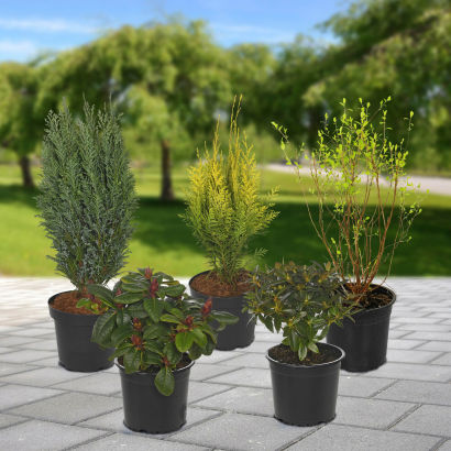 Haveplanter