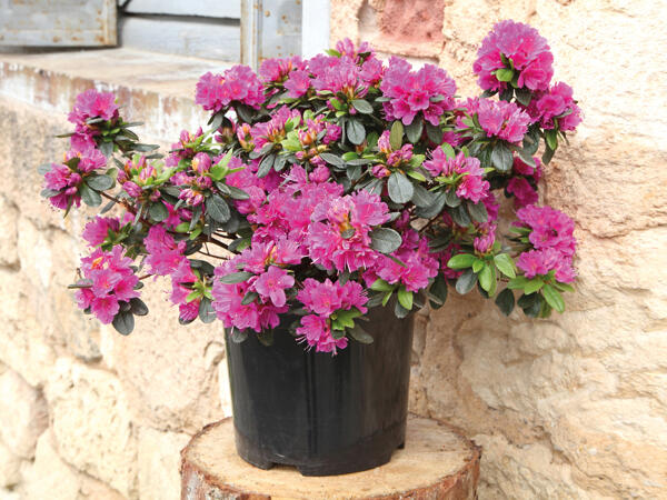 Rhododendron