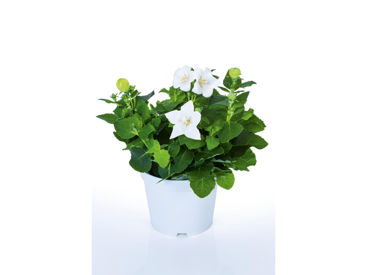 Platycodon
