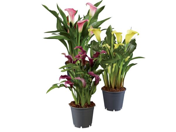 Calla