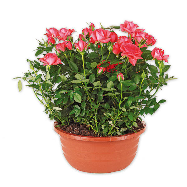 Rosen in Schale