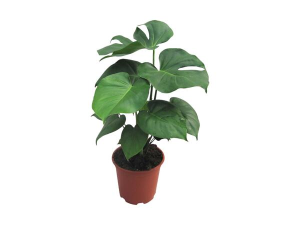 Monstera