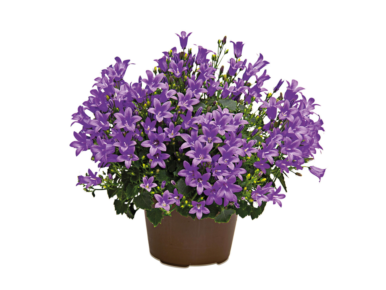 Campanula1