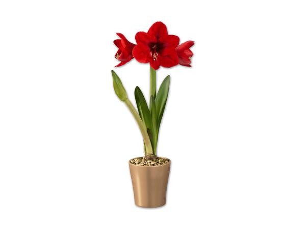 Amaryllis in Keramik