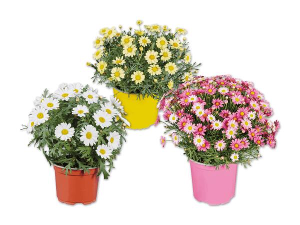 Margeriten