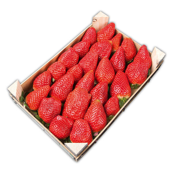 Premium Erdbeeren