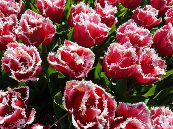Tulipes frangées