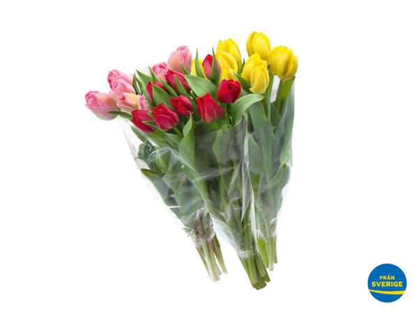 Svenska tulpaner, 9-pack