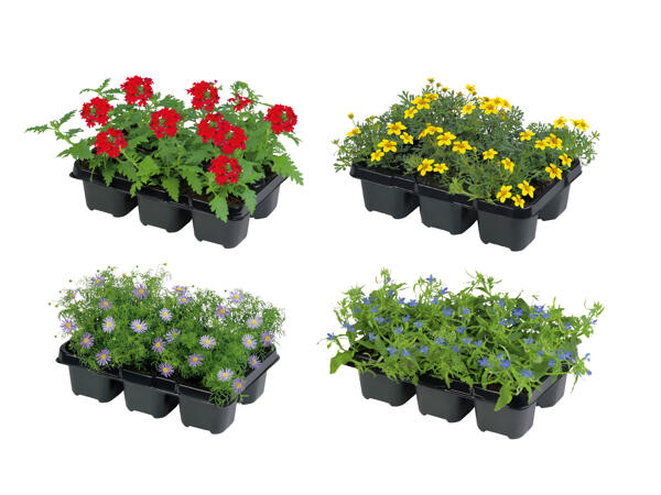 Sommarblommor 6-pack