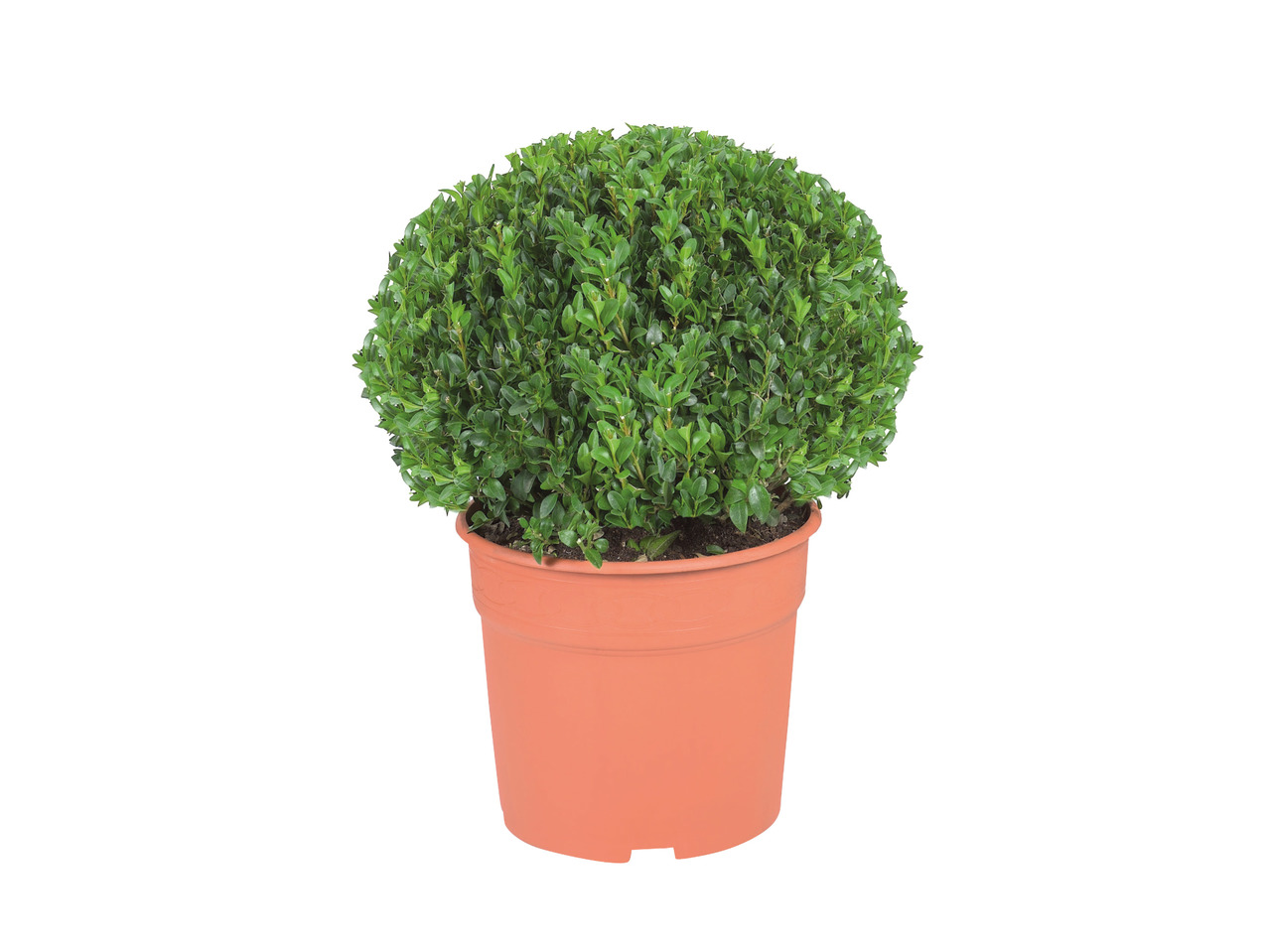 Buxus Hedge or Ball1