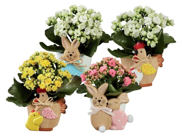 Kalanchoe