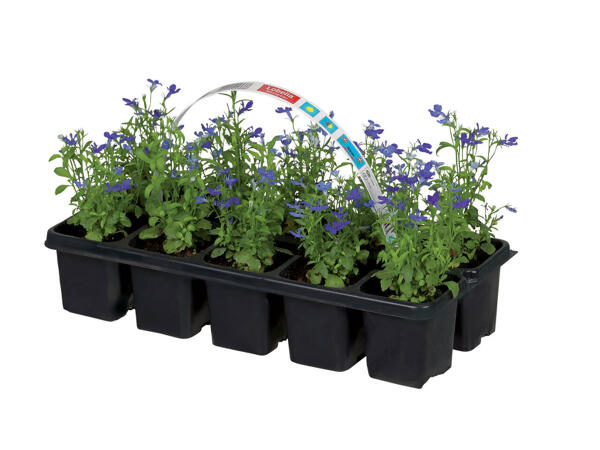 Plantes pour parterre
