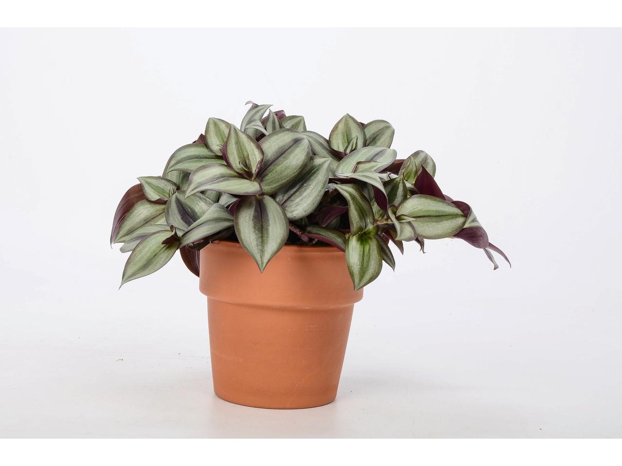 Groene plantenmix in keramiekpot
