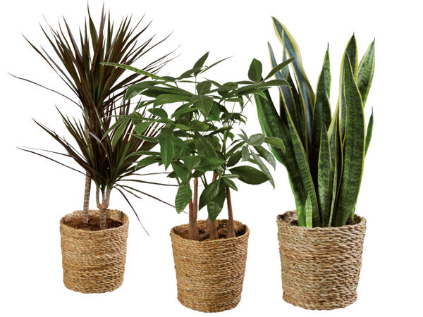 Grünmix „Tropical" in Naturkorb