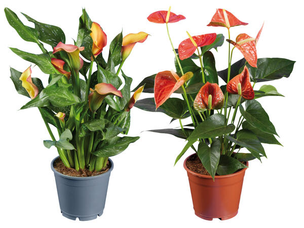 Calathea crocata, Calla oder Anthurium