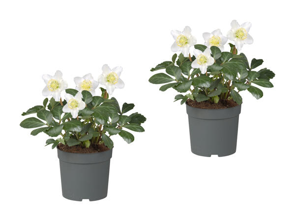 Roses de Noël (hellébore blanc)