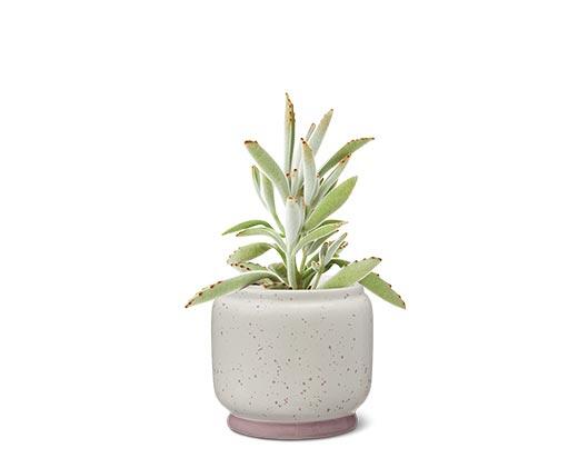 Petite Succulent Assorted Varieties