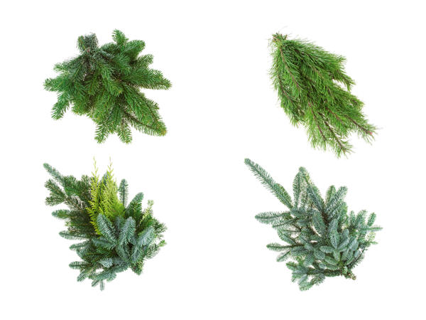 Assortiment de branches de sapin