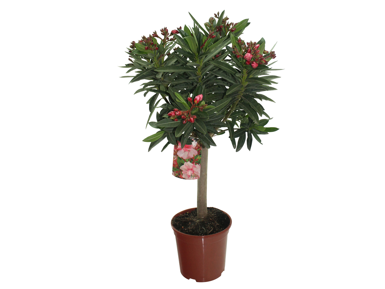 Opstammet Oleander