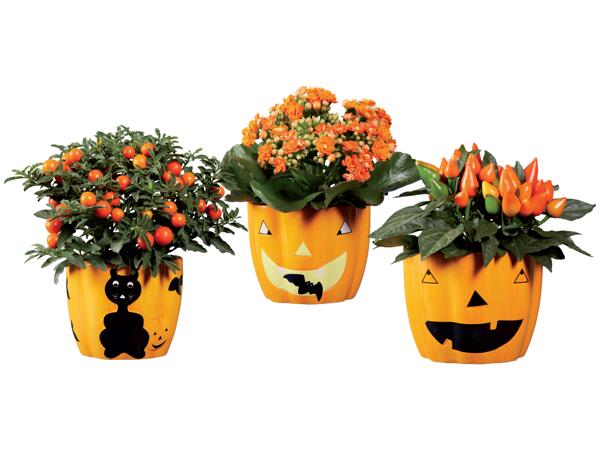 Flowering Plants in Halloween Pot